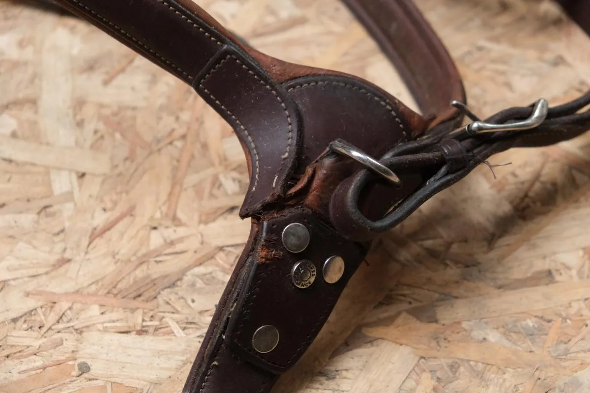 Collier de chasse Antares marron taille cheval