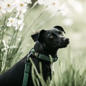 Collier pour chien Lézard Kentucky - Equestra